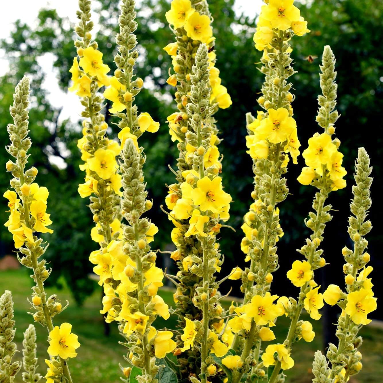 Verbascum Seeds – Great Mullein