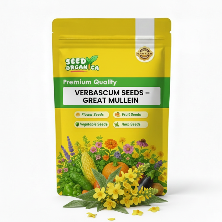 Verbascum Seeds – Great Mullein