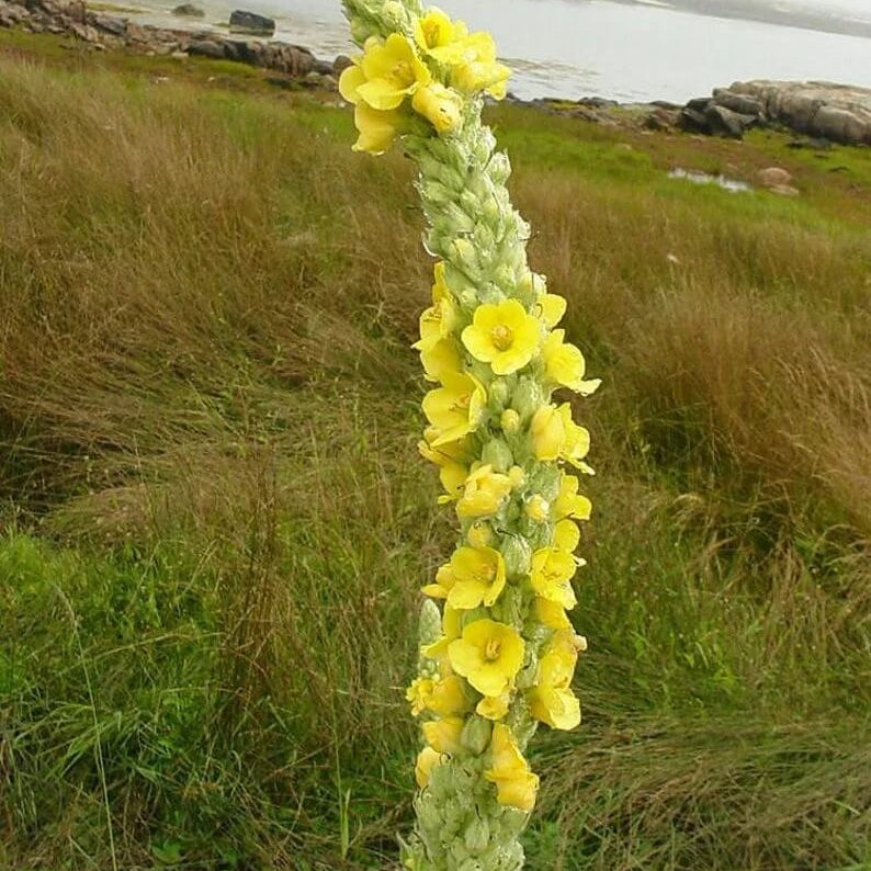 Verbascum Seeds – Great Mullein