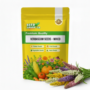 Verbascum Seeds – Mixed