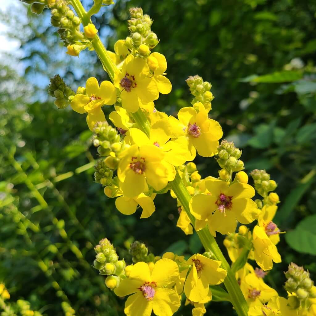 Verbascum Seeds – Mullein