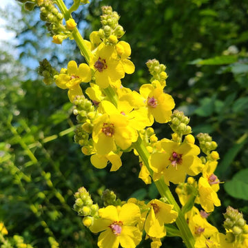 Verbascum Seeds – Mullein