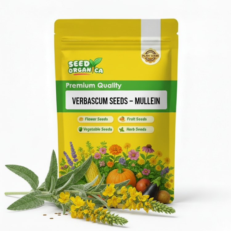 Verbascum Seeds – Mullein