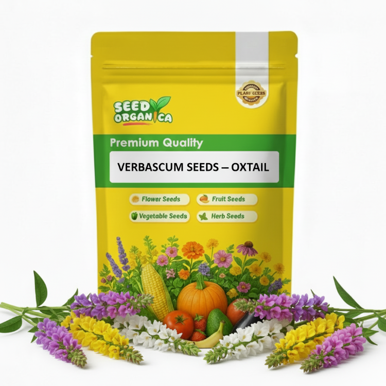 Verbascum Seeds – Oxtail