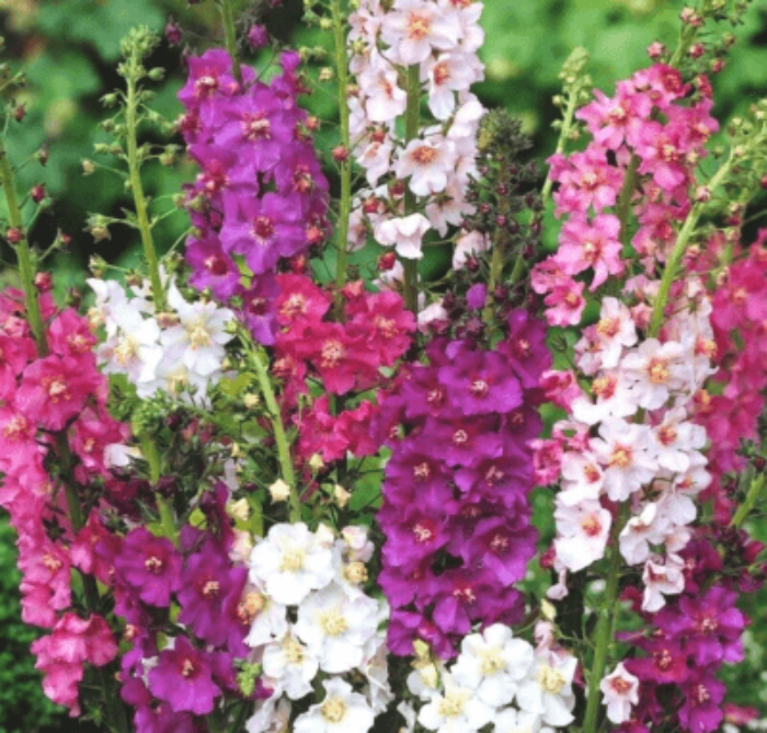 Verbascum Seeds – Oxtail