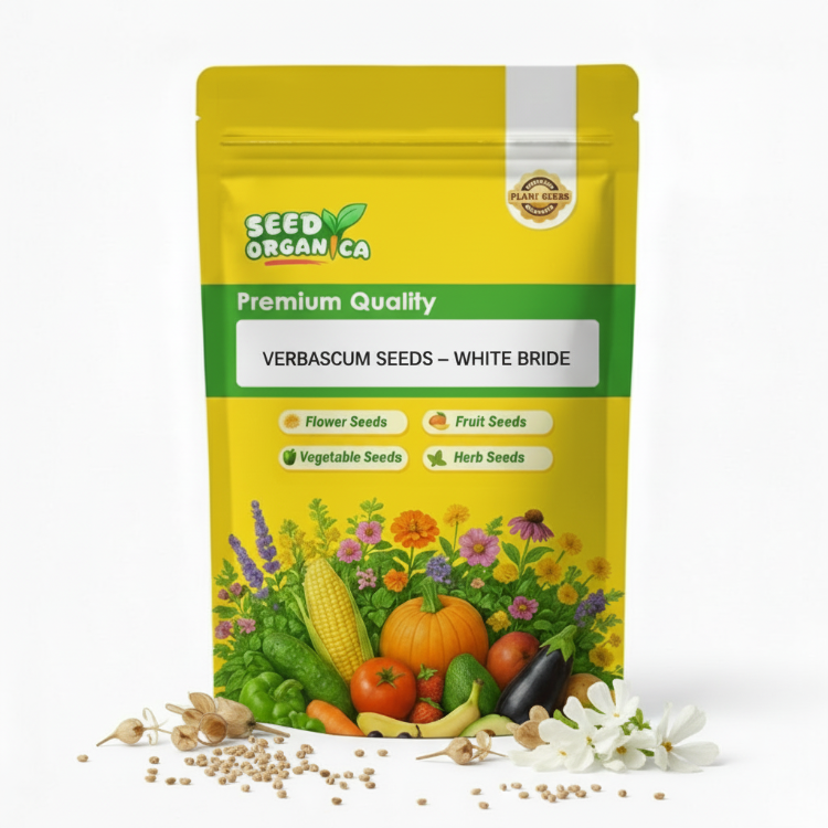 Verbascum Seeds – White Bride