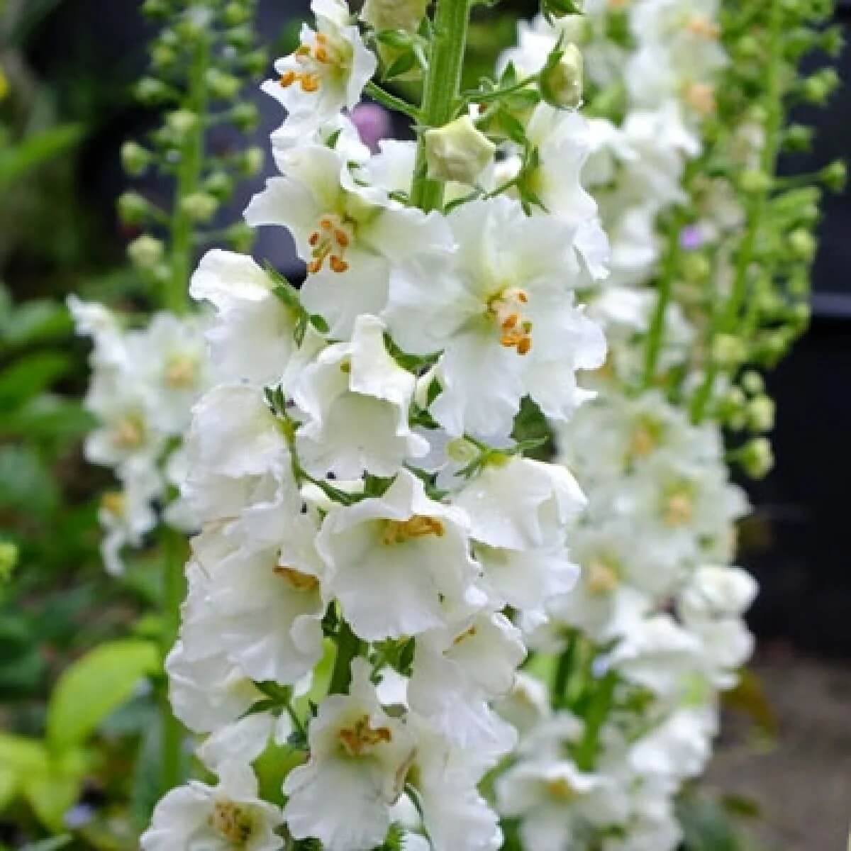 Verbascum Seeds – White Bride