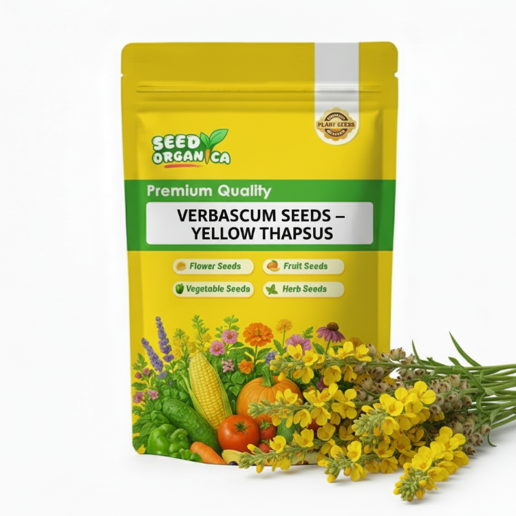 Verbascum Seeds – Yellow Thapsus