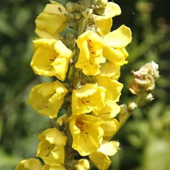 Verbascum Seeds – Yellow Thapsus