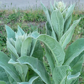 Verbascum Thapsus Seeds - Herbal Plant