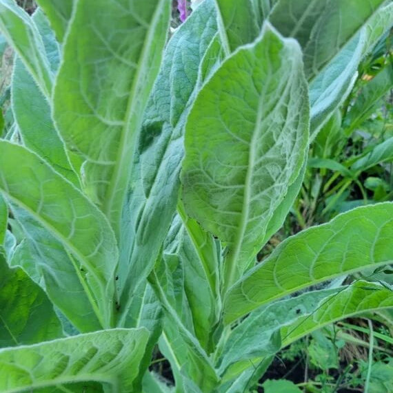 Verbascum Thapsus Seeds - Herbal Plant