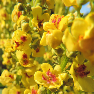 Verbascum Thapsus Seeds – Yellow Common Mullein
