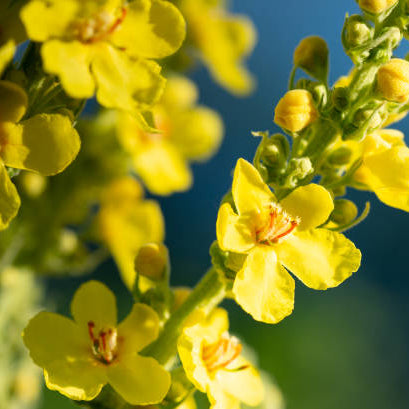 Verbascum Thapsus Seeds – Yellow Common Mullein
