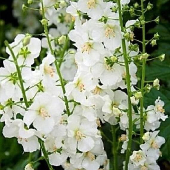 Verbascum Seeds – White Bride