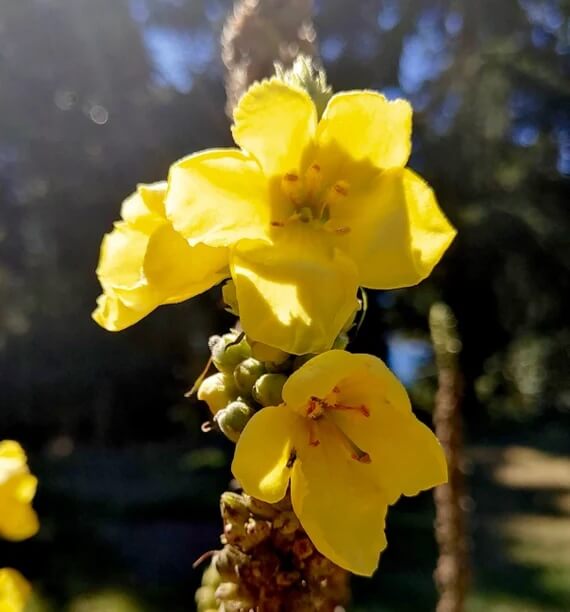 Verbascum Seeds – Yellow Thapsus