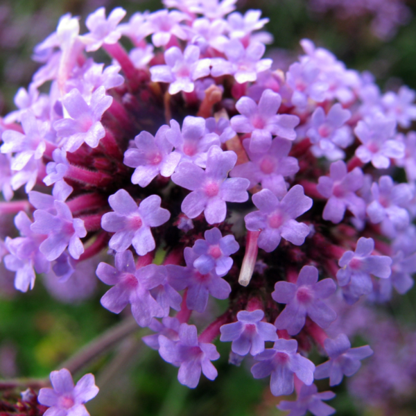 Verbena Seeds – Buenos Aires