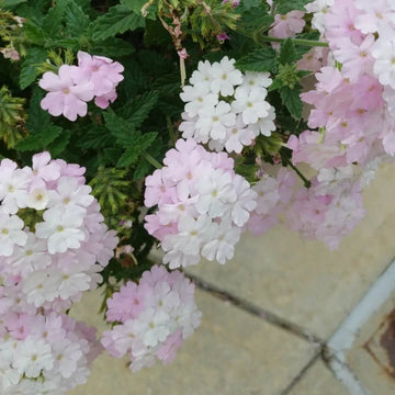 Verbena Flower Seeds – Light Pink