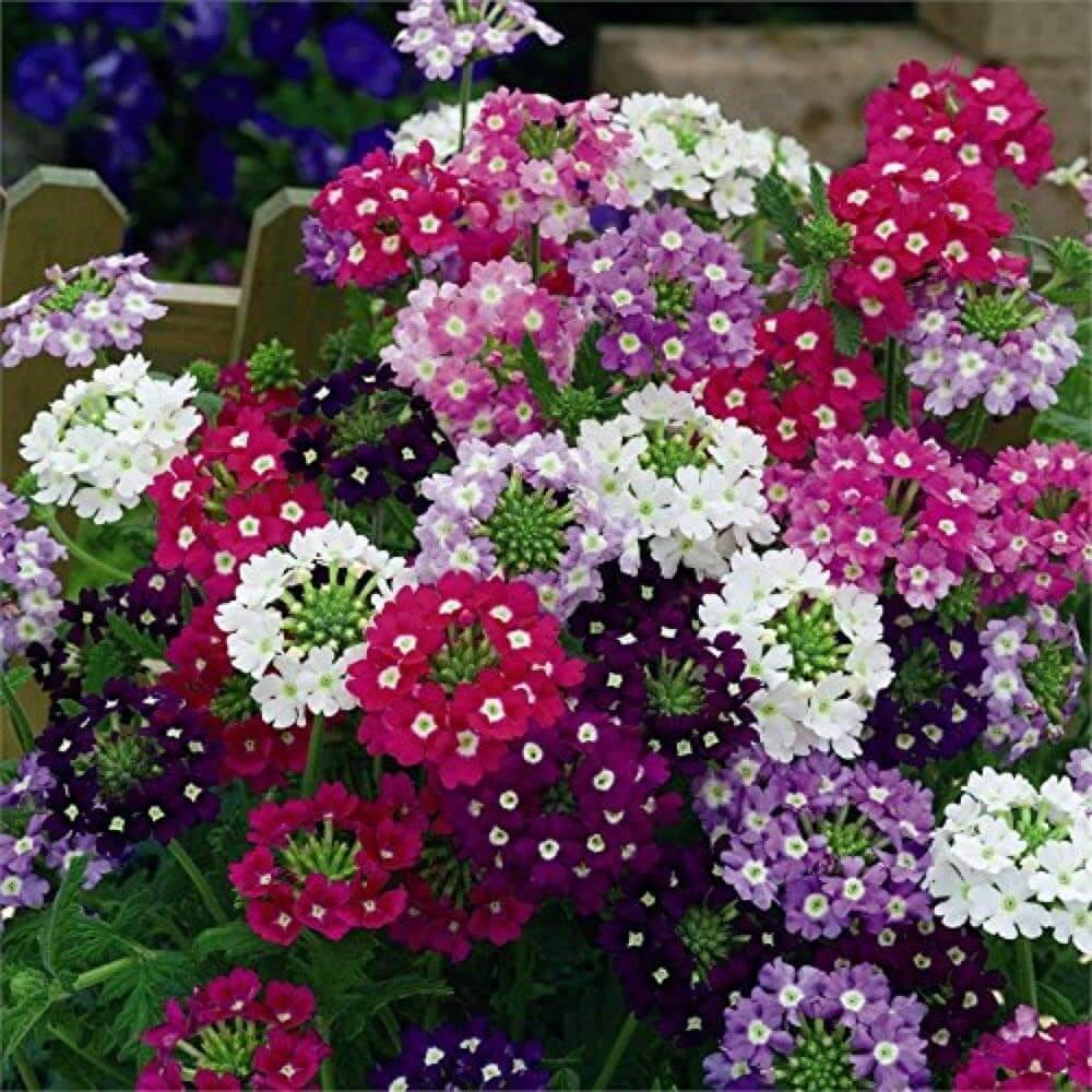 Verbena Seeds – Mixed Color