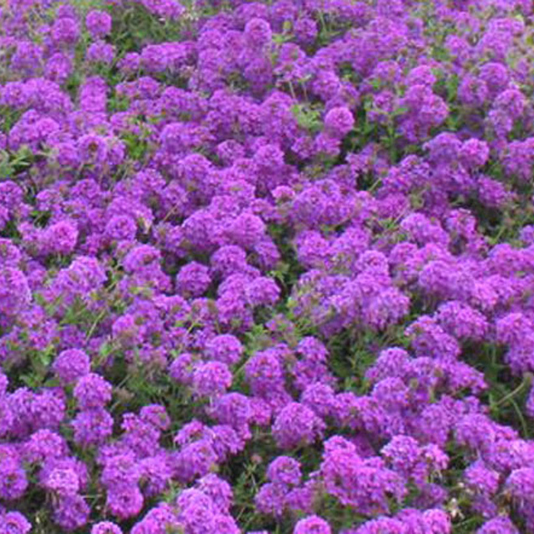 Verbena Seeds – Moss