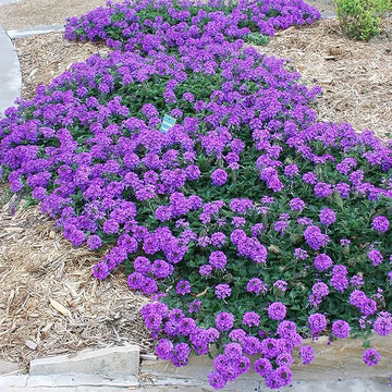 Verbena Seeds – Moss Groundcover