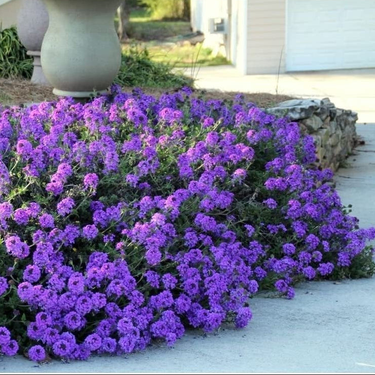 Verbena Seeds – Moss Groundcover