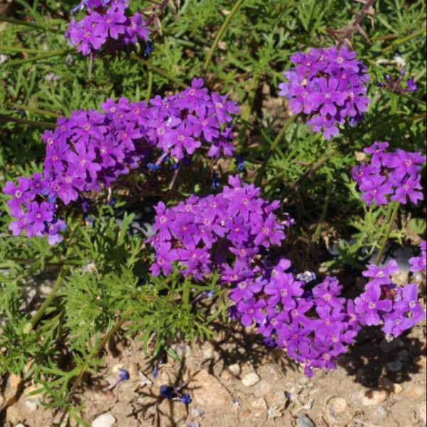 Verbena Seeds – Moss