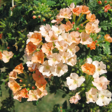 Verbena Seeds – Peaches and Cream