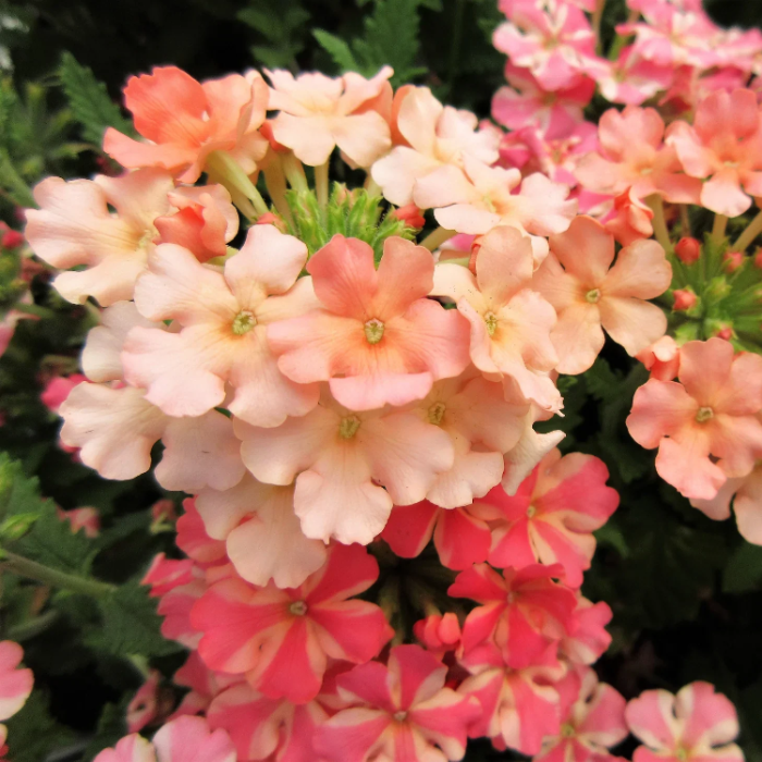 Verbena Seeds – Peaches and Cream