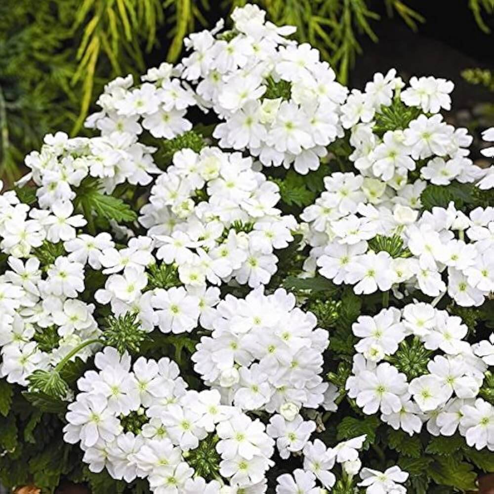 Verbena Seeds – Pure White