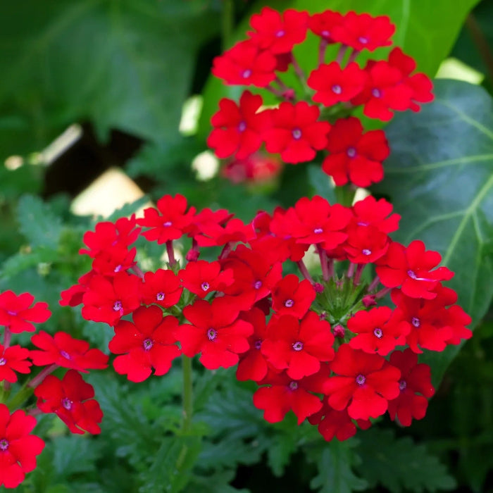 Verbena Seeds – Scarlet Red