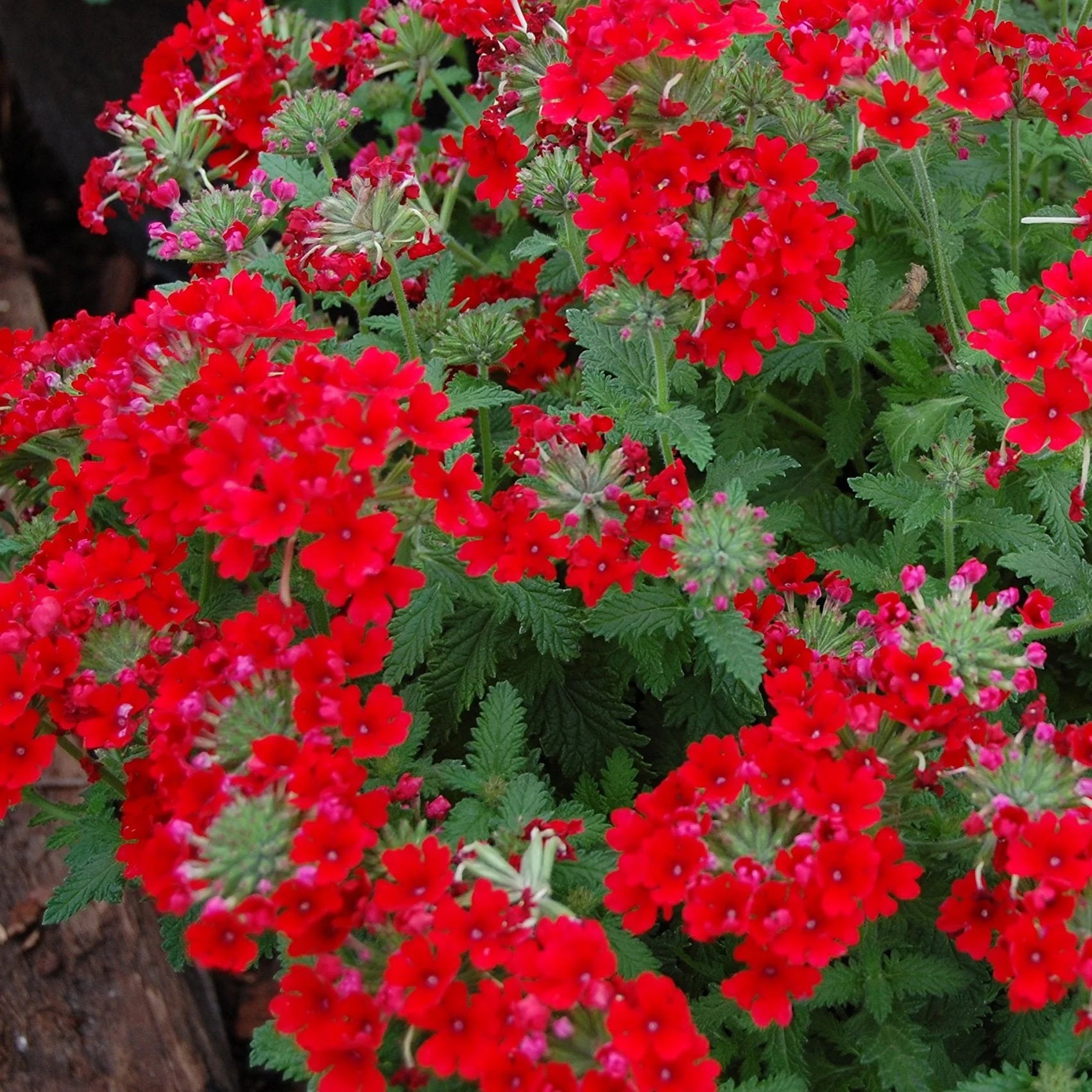Verbena Seeds – Scarlet Red