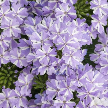 Verbena Seeds – Lavender White