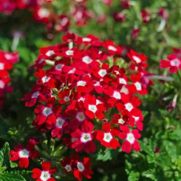 Verbena Seeds – Red White