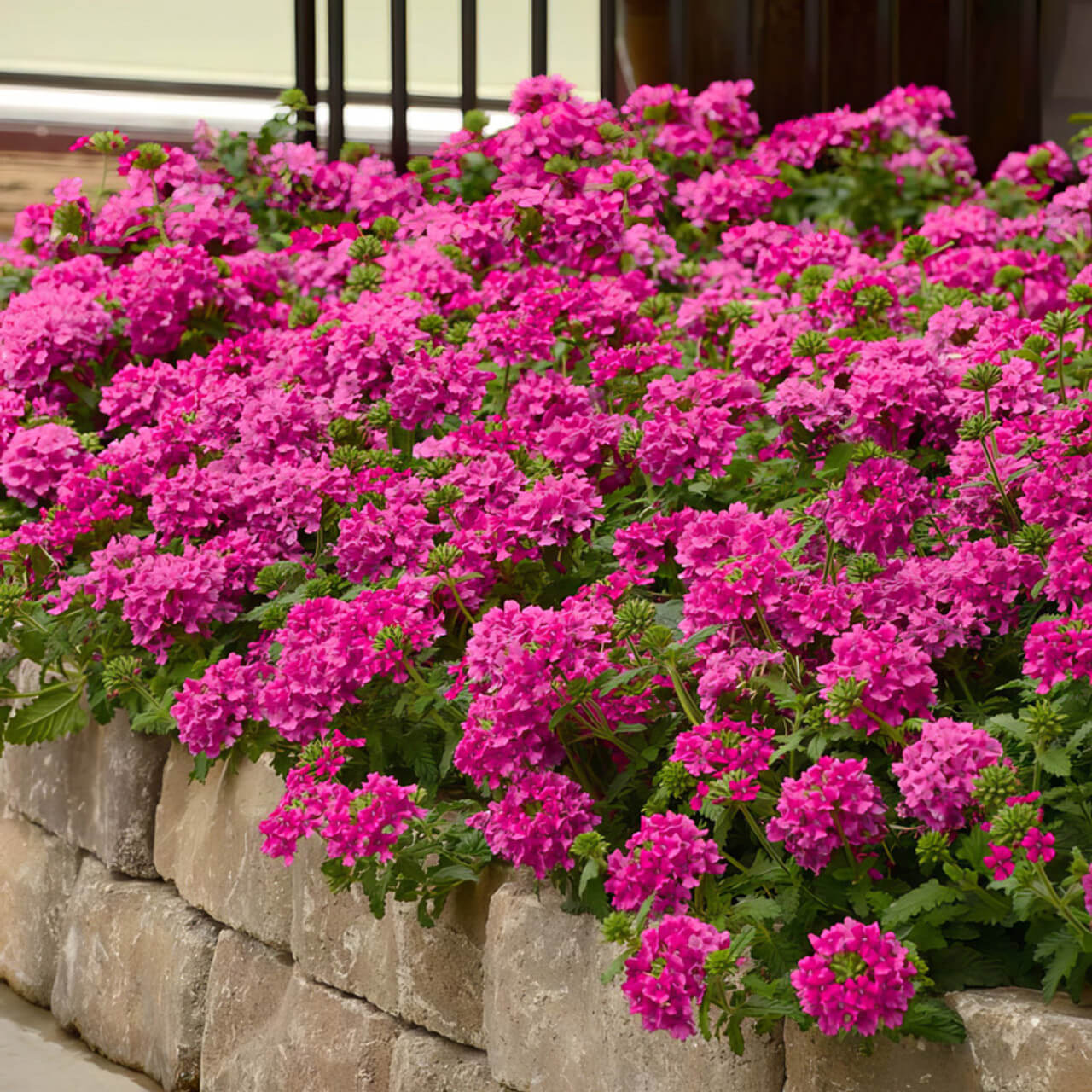Verbena  Seeds – Pink