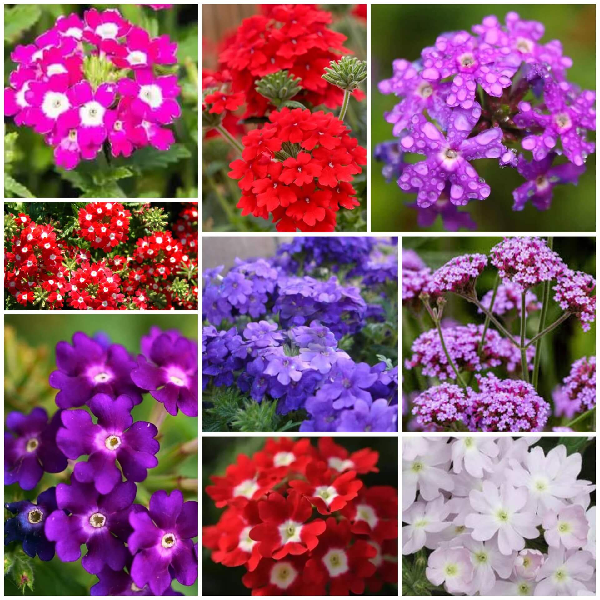 Verbena Seeds - All In One For Home Gardens