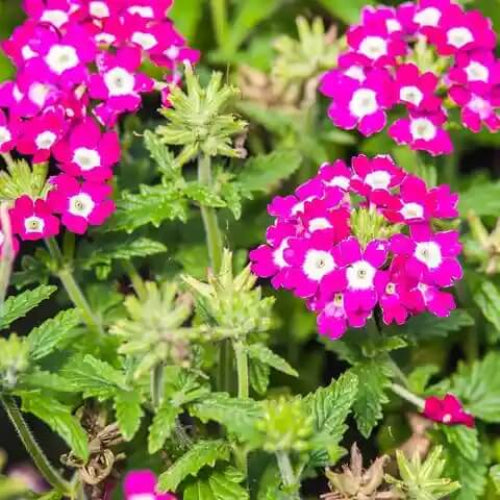 Verbena Seeds - All In One For Home Gardens