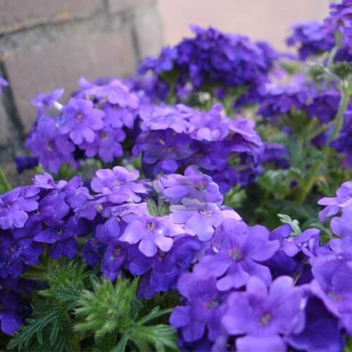 Verbena Seeds - All In One For Home Gardens