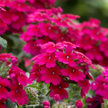 Verbena Seeds – Dark Pink