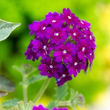 Verbena Seeds – Dark Purple