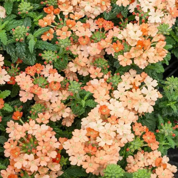 Verbena Seeds – Light Orange