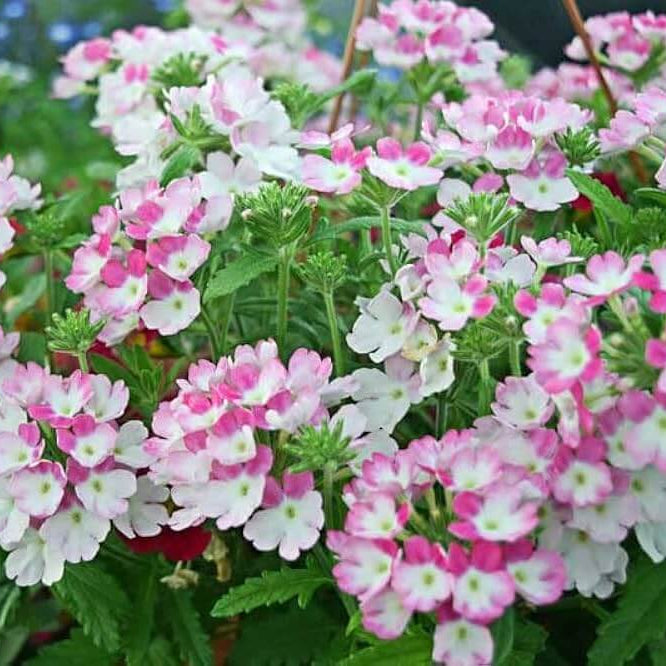 Verbena Flower Seeds – Light Pink