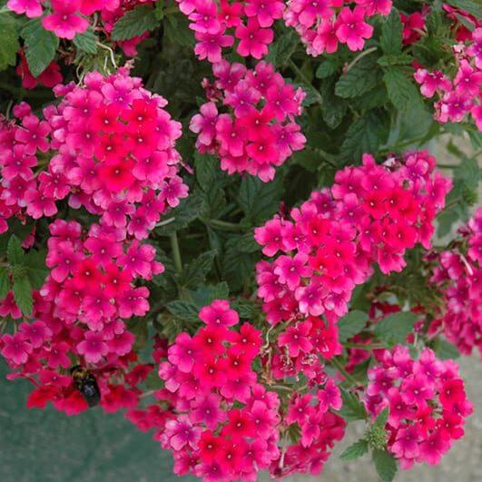 Verbena Seeds – Dark Pink
