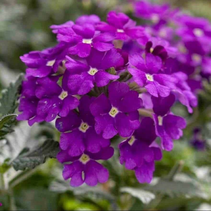 Verbena Seeds – Dark Purple