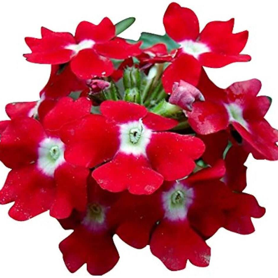 Verbena Seeds – Red White