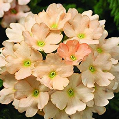 Verbena Seeds – Light Orange