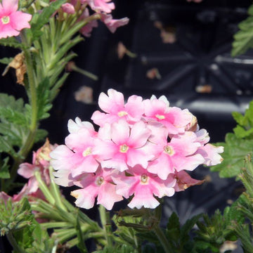 Verbena Seeds – Baby Pink