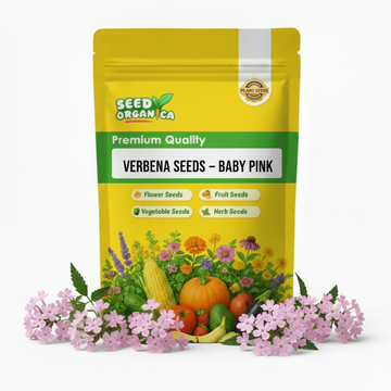 Verbena Seeds – Baby Pink