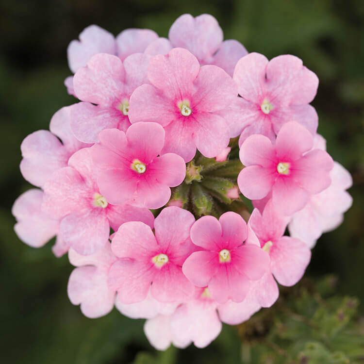 Verbena Seeds – Baby Pink