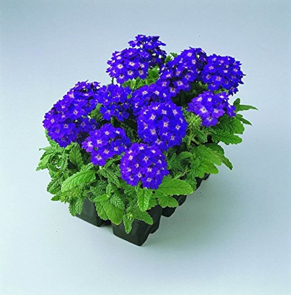 Verbena Seeds – Blue Lagoon 