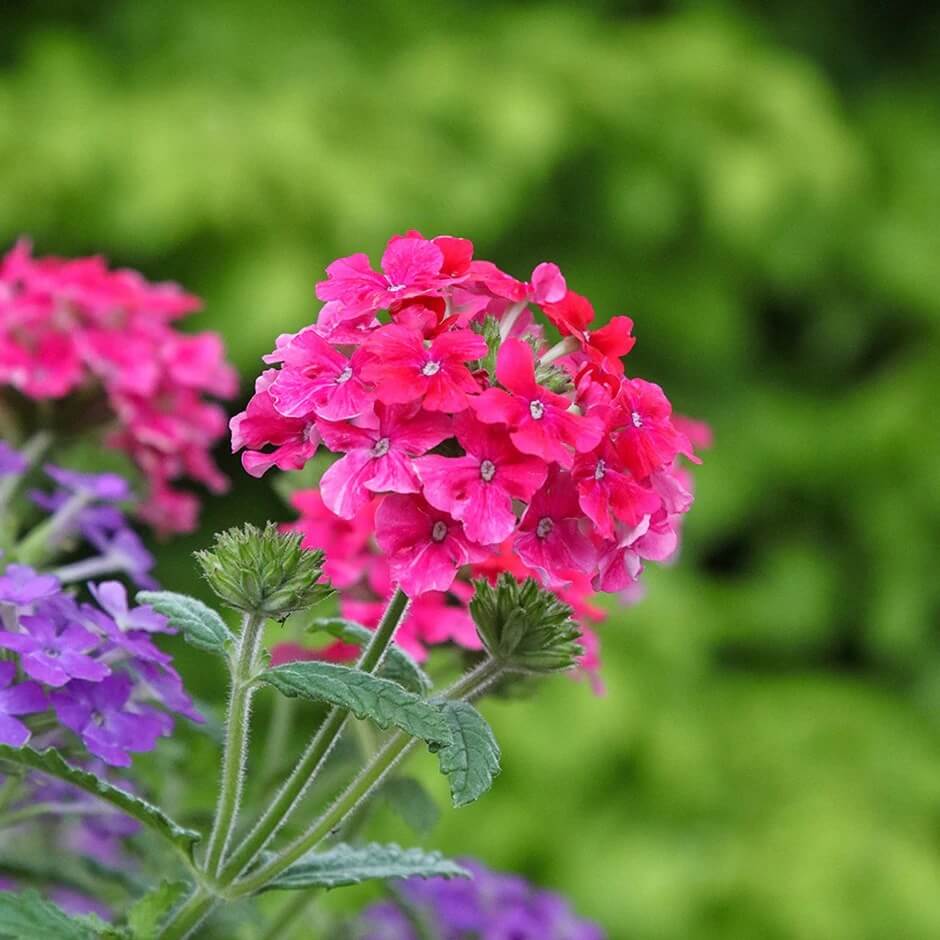 Verbena Seeds – Dark Pink